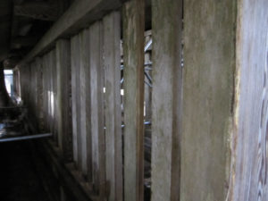 奥宮の塀の裏側の桧の大量のカビ